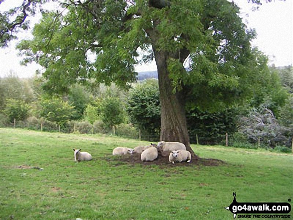 Sheep in the Vale of York - on an alternative coast to coast walk 