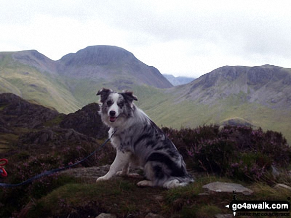 Walk c151 Great Gable, Kirk Fell and Hay Stacks from Honister Hause - Our new addition Neela ( 1st time in the Lakes) on Hay Stacks (Haystacks) with Green Gable (left), Windy Gap, Great Gable and Kirk Fell (right) very clear in the background