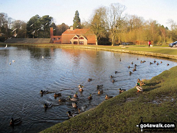 Duck Pond in Lyme Park Country Park 