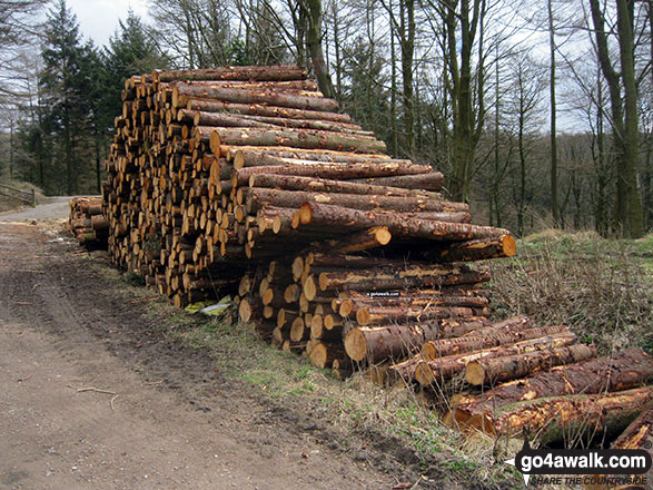 Walk ch223 Tegg's Nose from Langley - Pile of logs in Macclesfield Forest