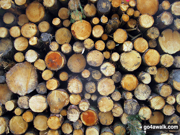 Walk ch223 Tegg's Nose from Langley - Log Pile in Macclesfield Forest