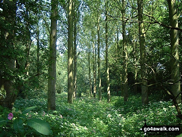 Walk ch121 Rostherne from Hoo Green - Woodland near Rostherne