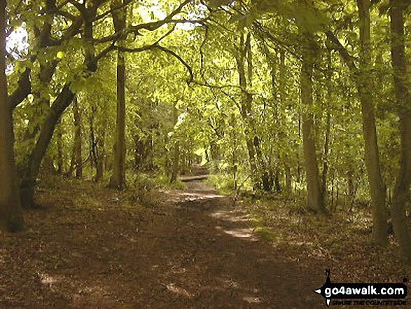 Walk bu118 Monument Hill (Coombe Hill) from Butler's Cross - Pulpit Wood