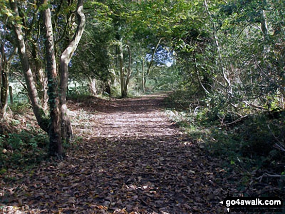 Walk dn123 The Offa's Dyke Path, Rhuallt and Caerwys from Bodfari - Brick Kiln Rough