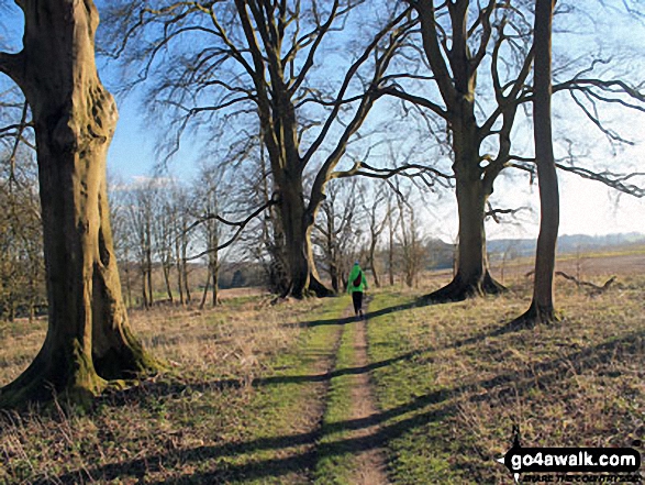 On The St Swithun's Way near Chawton 