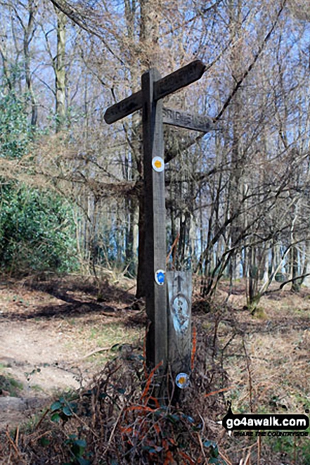 Waymarker in Chawton Park Wood 