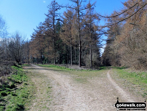 Chawton Park Wood 