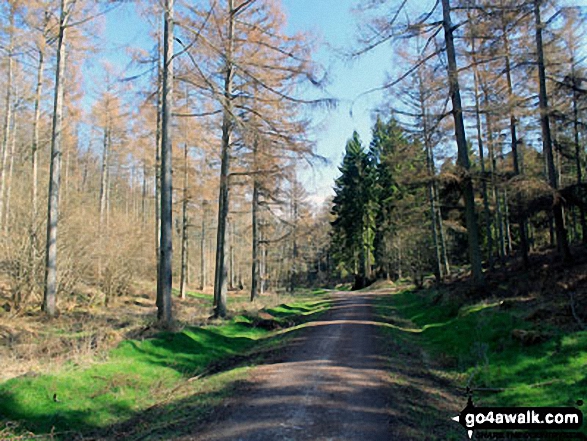 Chawton Park Wood 