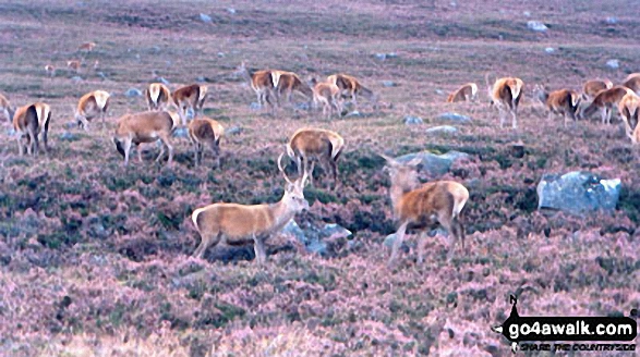 Deer in Glen Muick 