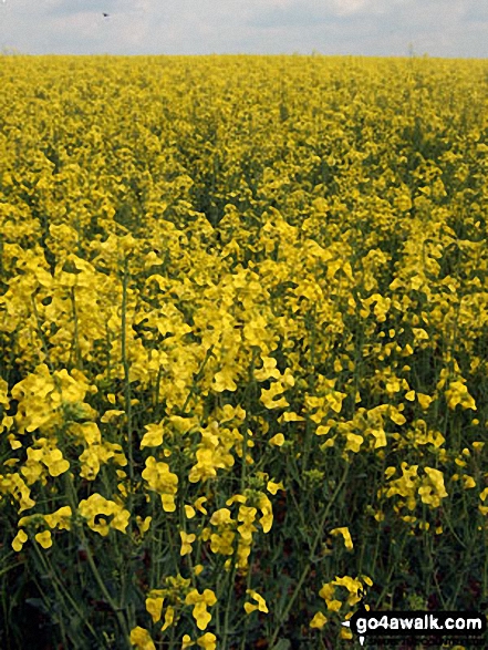 Walk bu141 Beacon Hill from Dagnall - Rapeseed in bloom on The Ridgeway near Bledlow