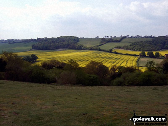 Walk bu122 Lodge Hill from Bledlow - Rapeseed field from The Ridgeway on the top of Lodge Hill