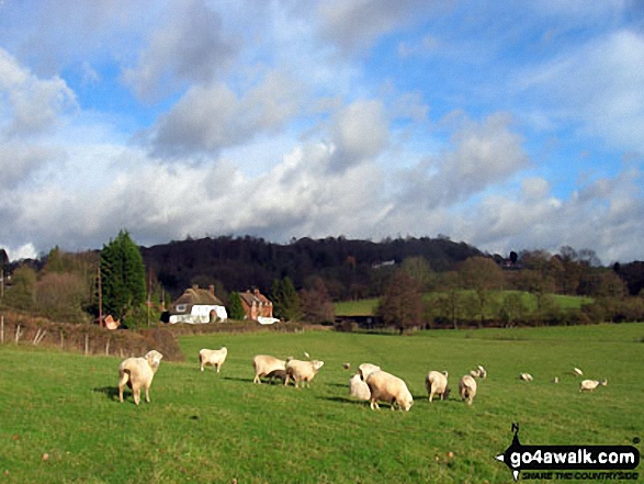 Sheep near Toy's Hill