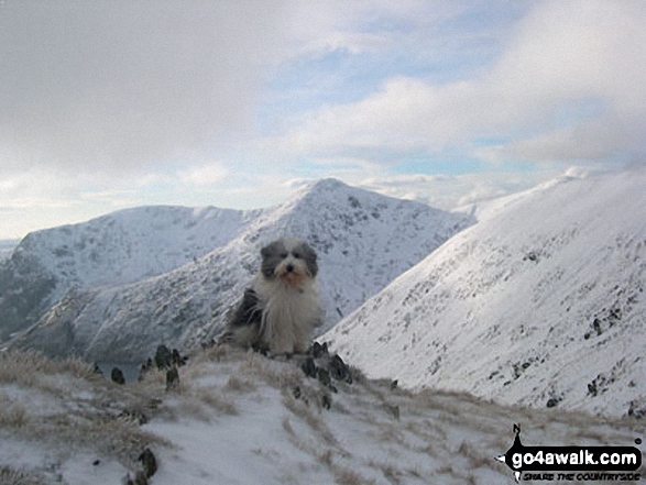 Walk c245 Blencathra from Mungrisdale - Skye (my fellow walker) on Bannerdale Crags in the snow