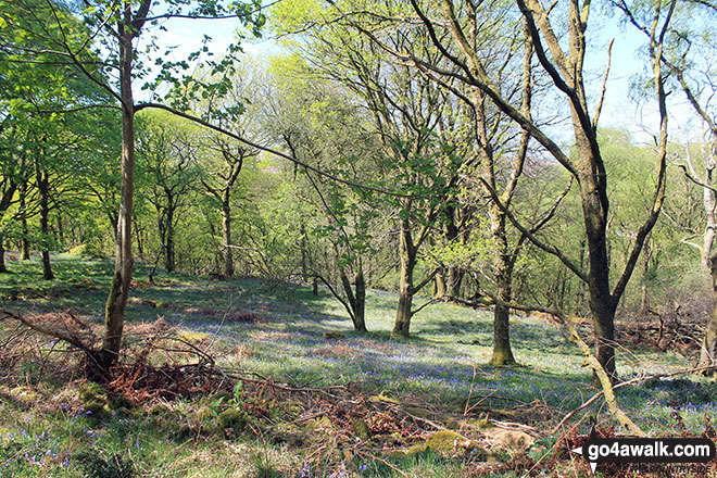 Bluebells in Crab Haws Woods 