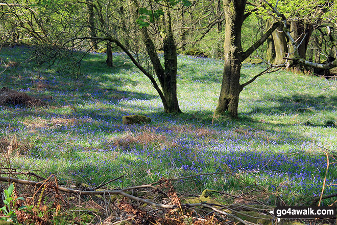 Bluebells in Crab Haws Woods 