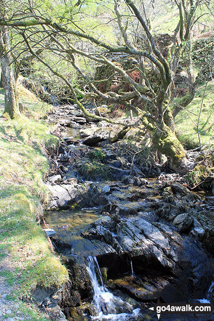 Selside Beck in Crab Haws Woods 