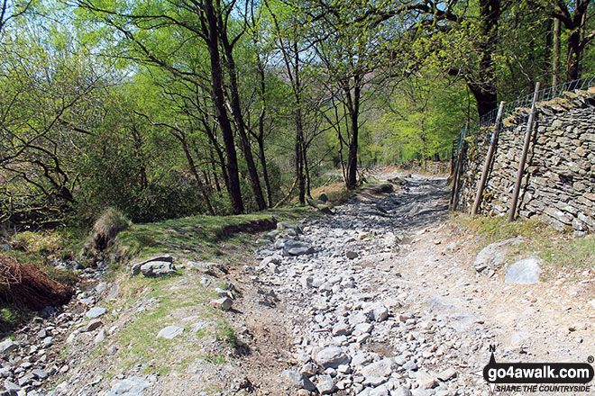 The track up through Crab Haws Woods 