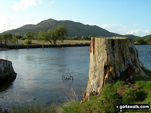 Crummock Water with Low Fell beyond from Lanthwaite Wood