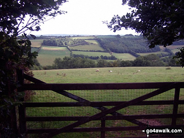 Walk so106 Haddon Hill and Wimbleball Lake from Bury - The Somerset countryside from Hadborough Plantation