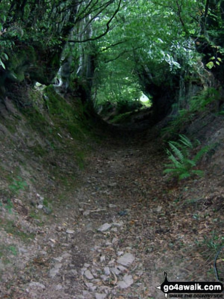 Walk so106 Haddon Hill and Wimbleball Lake from Bury - The enclosed sunken track between Haddon Farm and Bury