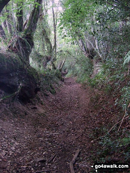 Walk so106 Haddon Hill and Wimbleball Lake from Bury - The enclosed sunken track between Haddon Farm and Bury