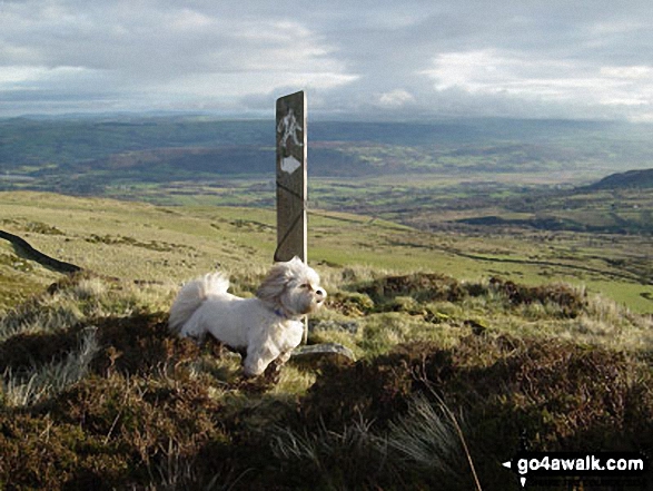 Walk cw110 Tal y Fan and Drum (Carneddau) from Cae Coch - On Tal y Fan heading towards Cae Coch with the Conwy Valley in the background
(The Llahsa Apso dog is called Tess)