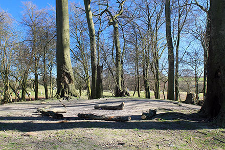 The wooded summit of St Catherine's Hill 