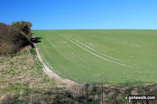 Walk ha111 Cheesefoot Down from Winchester - Twyford Down