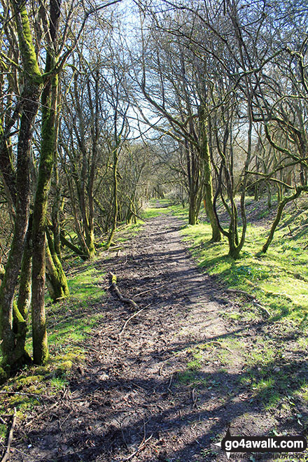 Walk ha111 Cheesefoot Down from Winchester - Woodland on Morestead Down