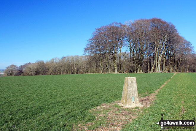 Walk ha111 Cheesefoot Down from Winchester - Cheesefoot Head (Matterley Bowl) summit trig point