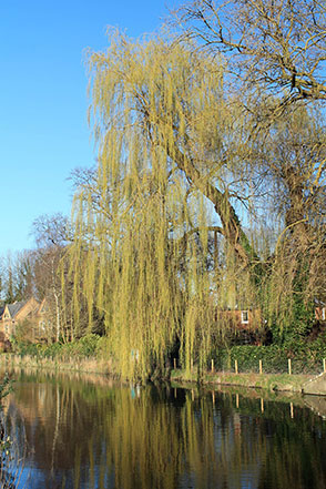 Walk ha111 Cheesefoot Down from Winchester - The Itchen Navigation near Winchester