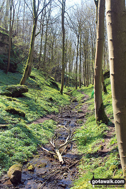 In Rusden Wood south of Middleton-by-Youlgreave 