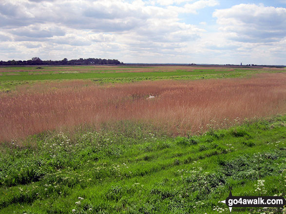 Nesting swans on Burgh Castle Marshes 