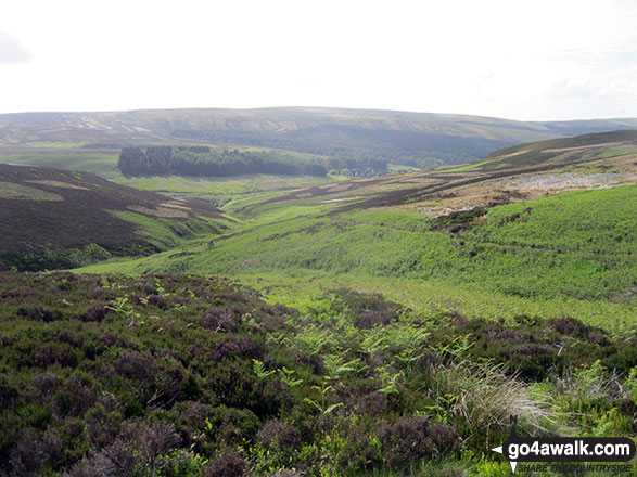 Goyt's Clough from Goyt's Moss 