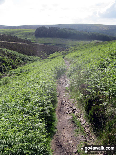 Walk d102 Burbage, Burbage Edge and Goyt's Moss from Errwood Reservoir - Goyt's Clough from the path across Goyt's Moss