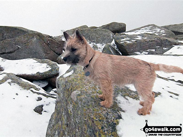 Walk gw102 The Welsh 3000's (Glyderau) from Llanberis - My Cairn Terrier 'Jessie' on atop Glyder Fawr in the snow