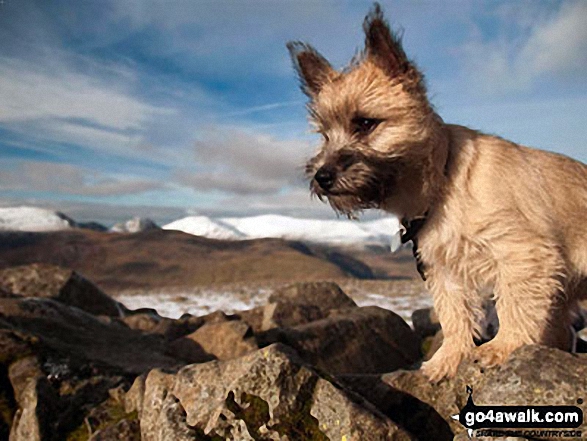 My Cairn Terrier 'Jessie' on Carnedd Moel Siabod 