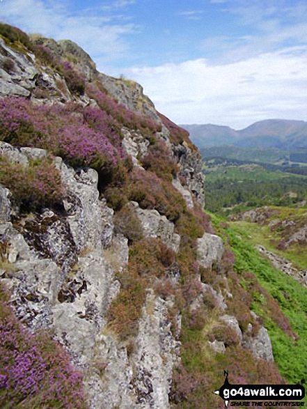 Heather and crags on Holme Fell