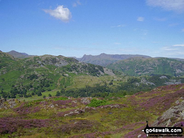 Walk c353 Holme Fell, Black Fell (Black Crag) and Tarn Hows from Tom Gill - The Langdale Pikes from Holme Fell