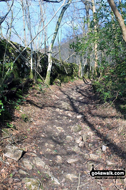 Walk c444 Lord's Seat (Whitbarrow Scar) from Mill Side - Bell Rake above Low Park Wood on the way up Whitbarrow Scar