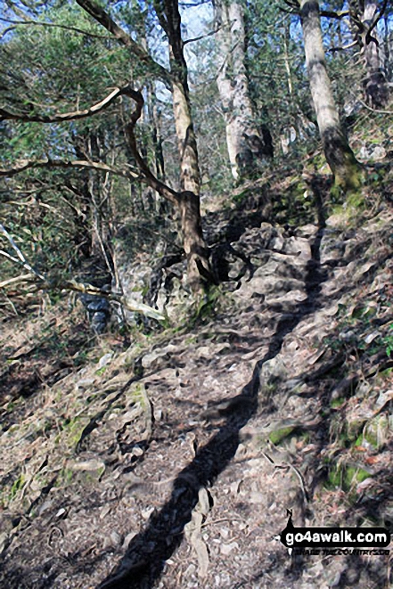 Walk c107 Lord's Seat (Whitbarrow Scar) from Witherslack Hall School - Path up through Black Yews Scar from Witherslack Hall School to Lord's Seat (Whitbarrow Scar)