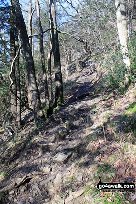 Walk c107 Lord's Seat (Whitbarrow Scar) from Witherslack Hall School - Path up through Black Yews Scar from Witherslack Hall School to Lord's Seat (Whitbarrow Scar)