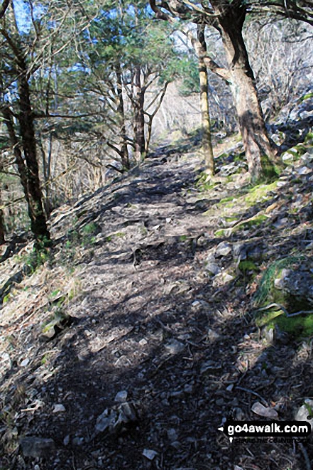 Walk c107 Lord's Seat (Whitbarrow Scar) from Witherslack Hall School - Path up through Black Yews Scar from Witherslack Hall School to Lord's Seat (Whitbarrow Scar)