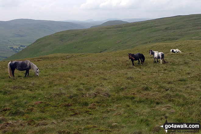 Wild Ponies on Whinash 