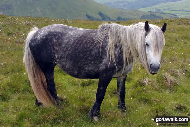 Wild Pony on Whinash