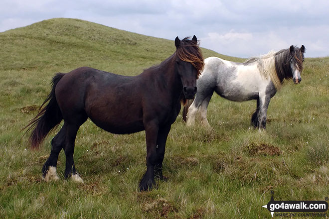 Wild Ponies on Whinash 