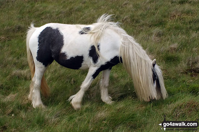 Wild Pony on Whinash