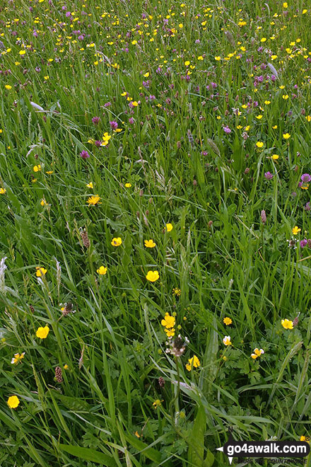 Wild flowers in Borrowdale (Borrow Beck) 