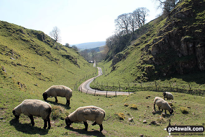 Sheep grazing in Dowel Dale 