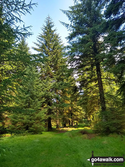 Walk d320 Mill Hill from Birchin Clough - Forest glade beyond the footbridge over Birchin Clough